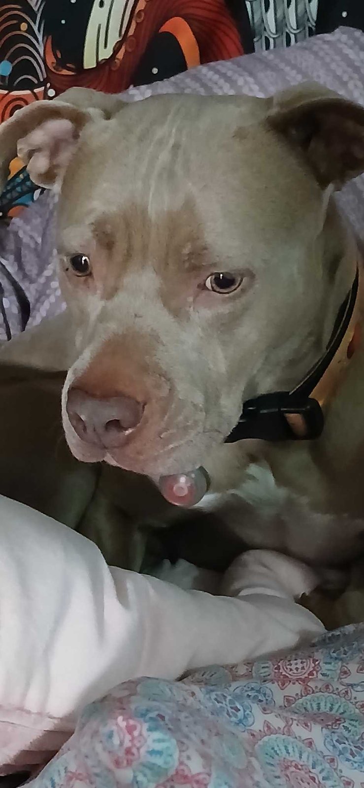 Lost Dog in Lakewood, Ohio — listing photo
