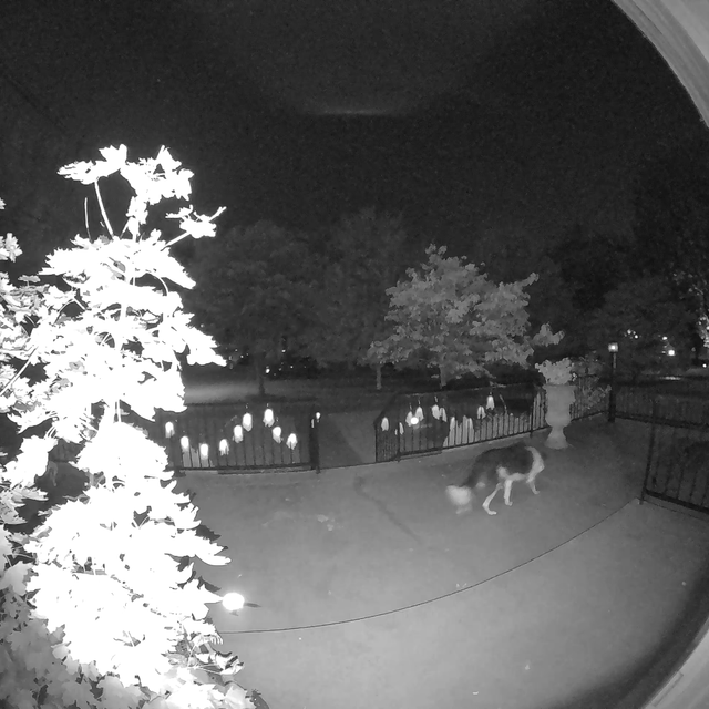 lost dog in Louisville, Kentucky