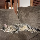 lost cat in Milwaukee, Wisconsin