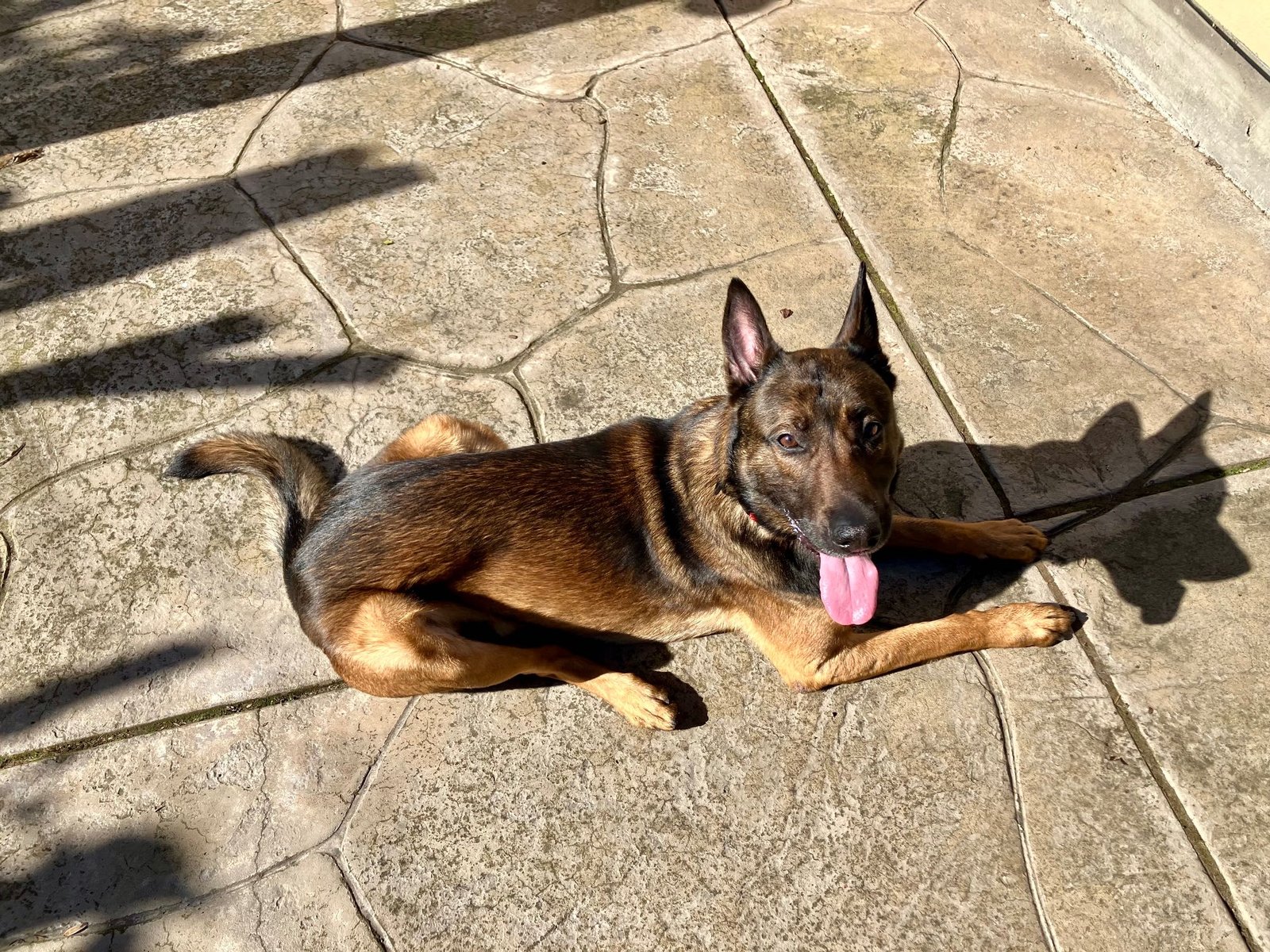 Found Cat in Redwood City, California — listing photo