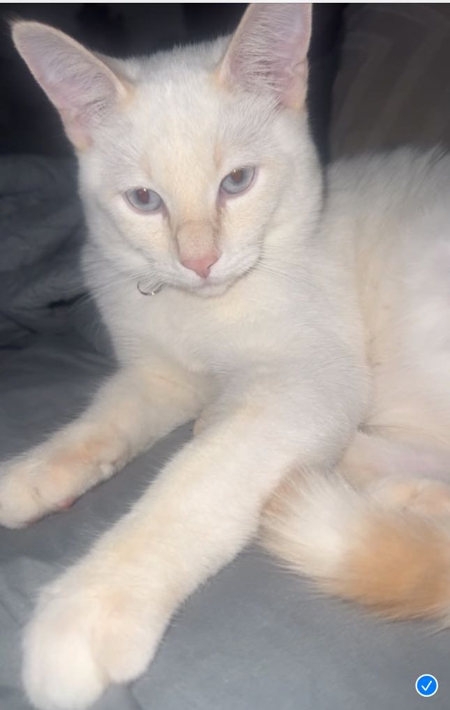 Lost Cat in Rowland Heights — listing photo