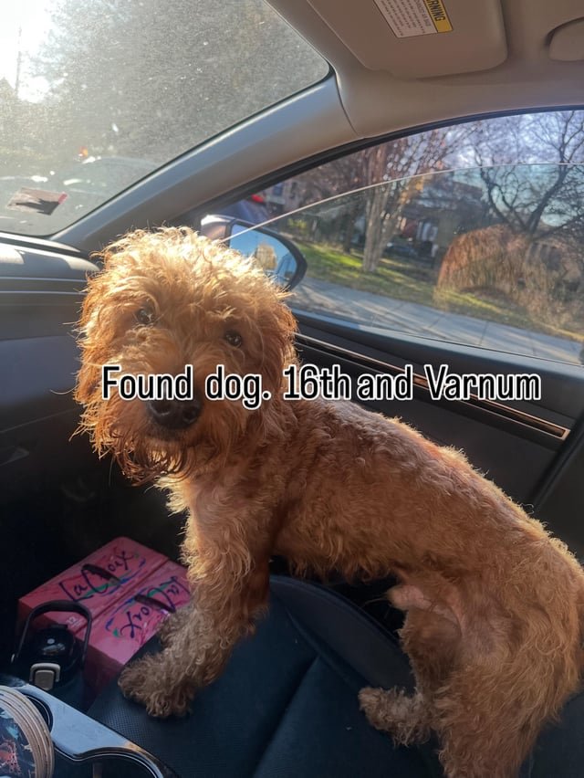 found dog in Washington, District of Columbia