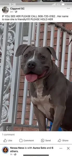 found dog in Phoenix, Arizona