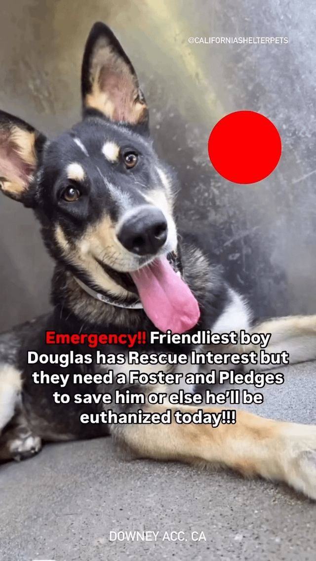 Found Dog in Irvine, California — Foster needed! Staff Fav Douglas needs our help! Foster bailed on him yesterday for being too…