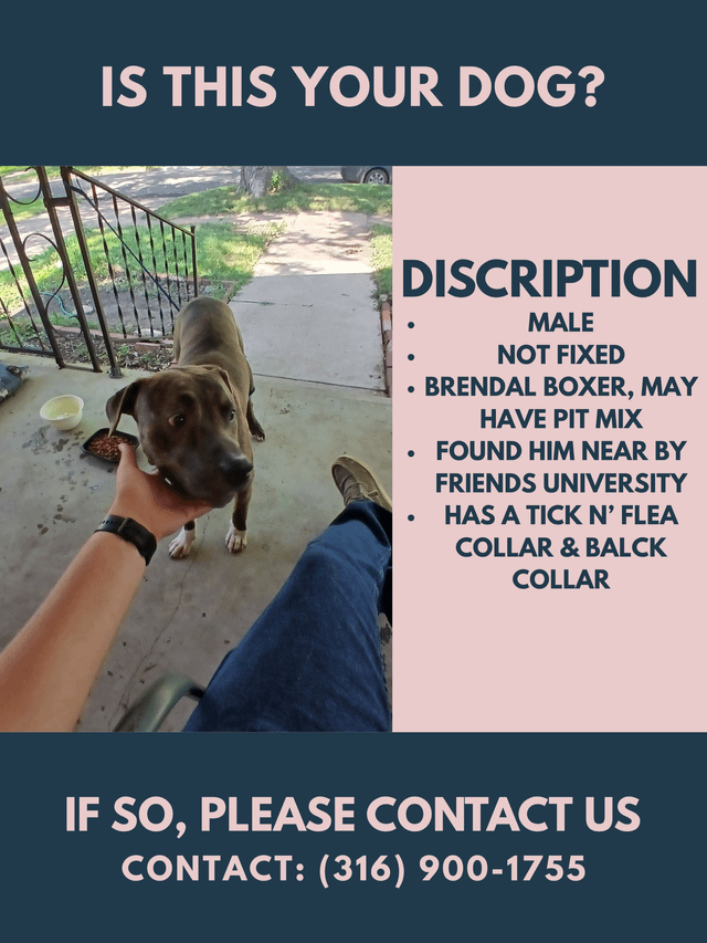 Lost Dog in Wichita, Kansas — Is this your dog?