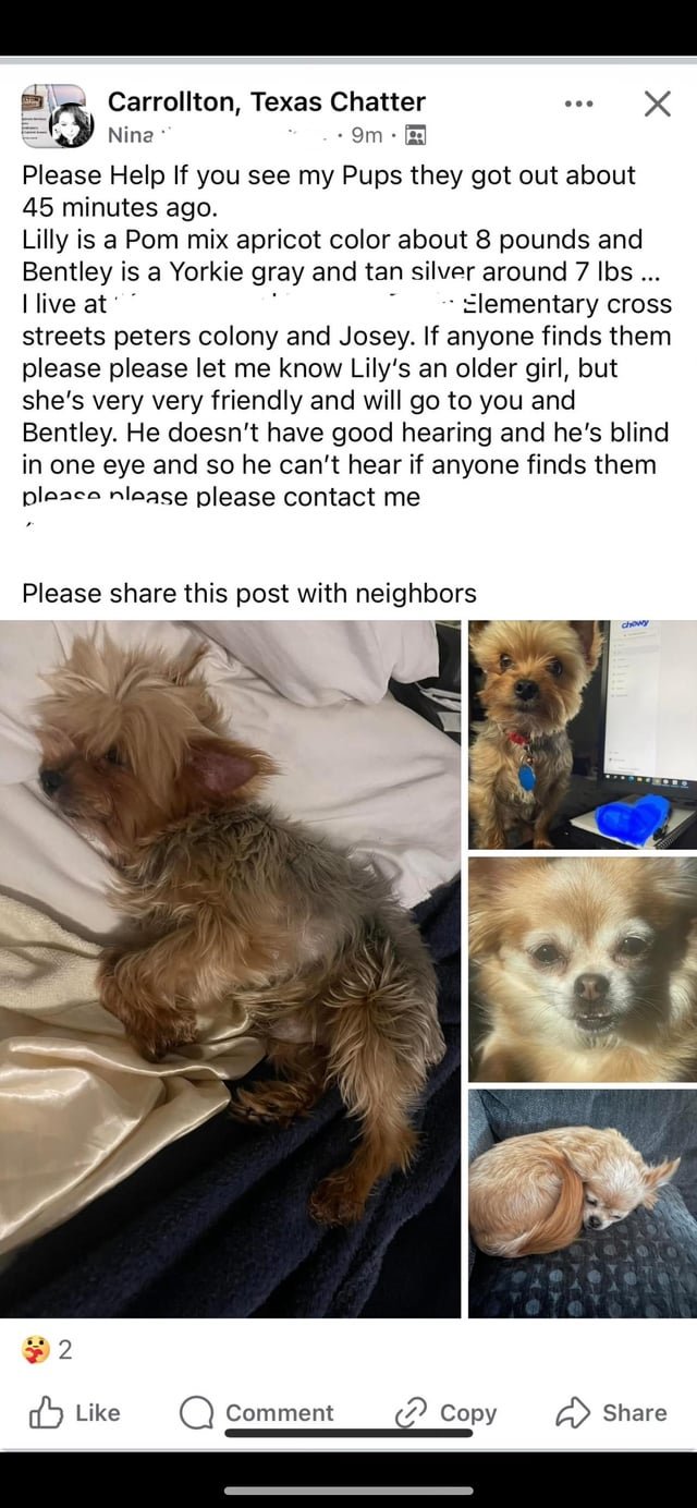 Lost Dog in Dallas, Texas — listing photo