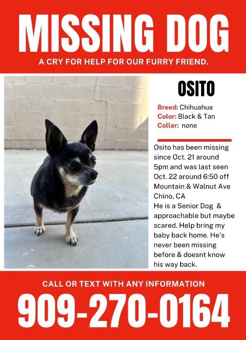 Lost Dog in Chino, California — listing photo