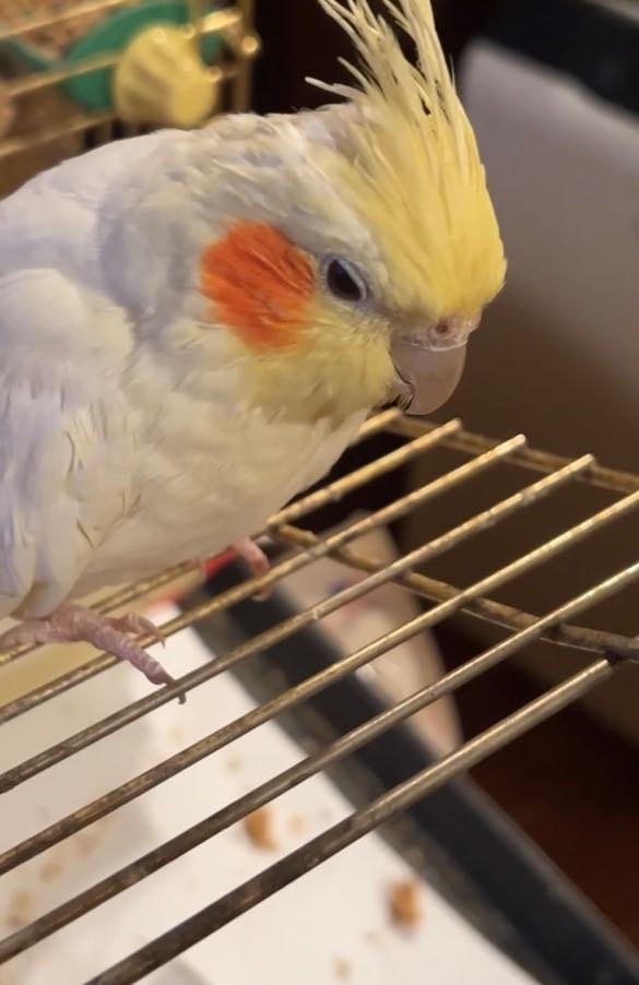 Lost Pet in Hayward, California — listing photo
