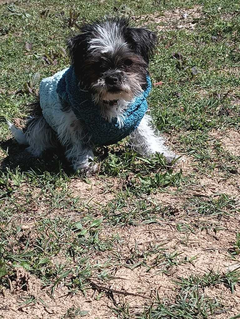 Lost Dog in Dallas, Texas — listing photo