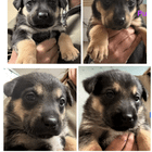 Found Dog in Denver, Colorado — Rocky Mountain Puppy Rescue is urgently seeking more dog fosters