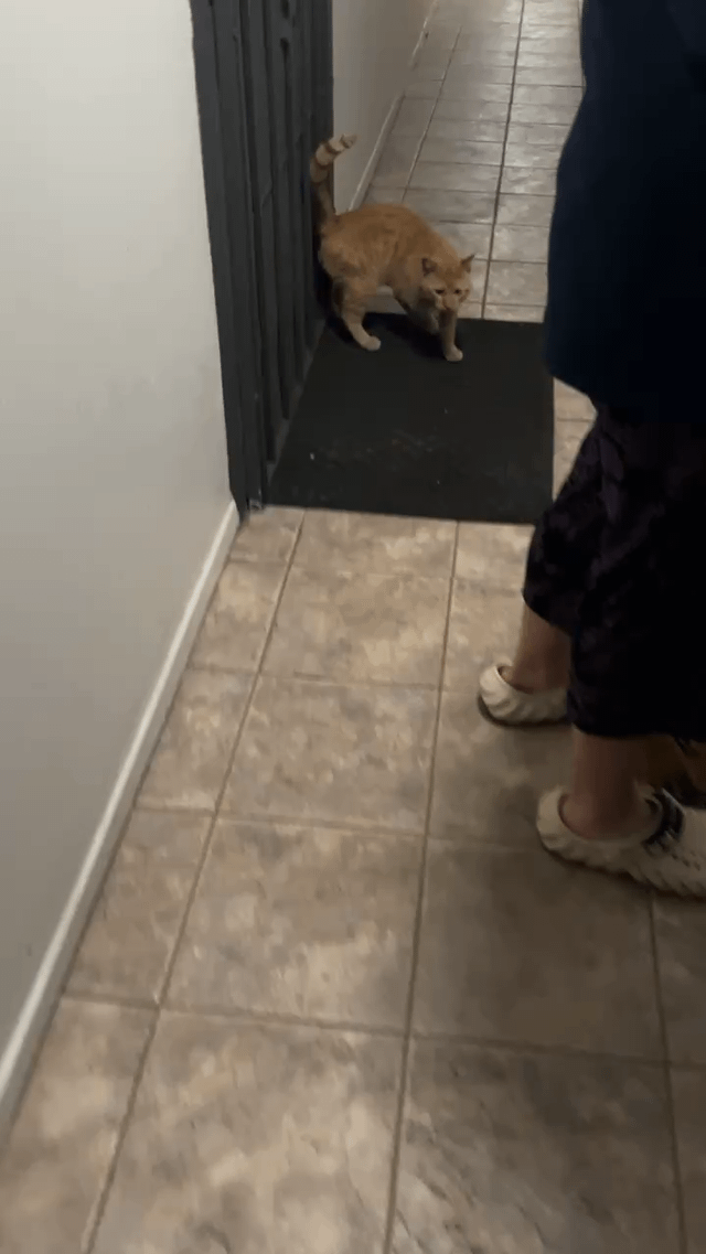 lost cat in K