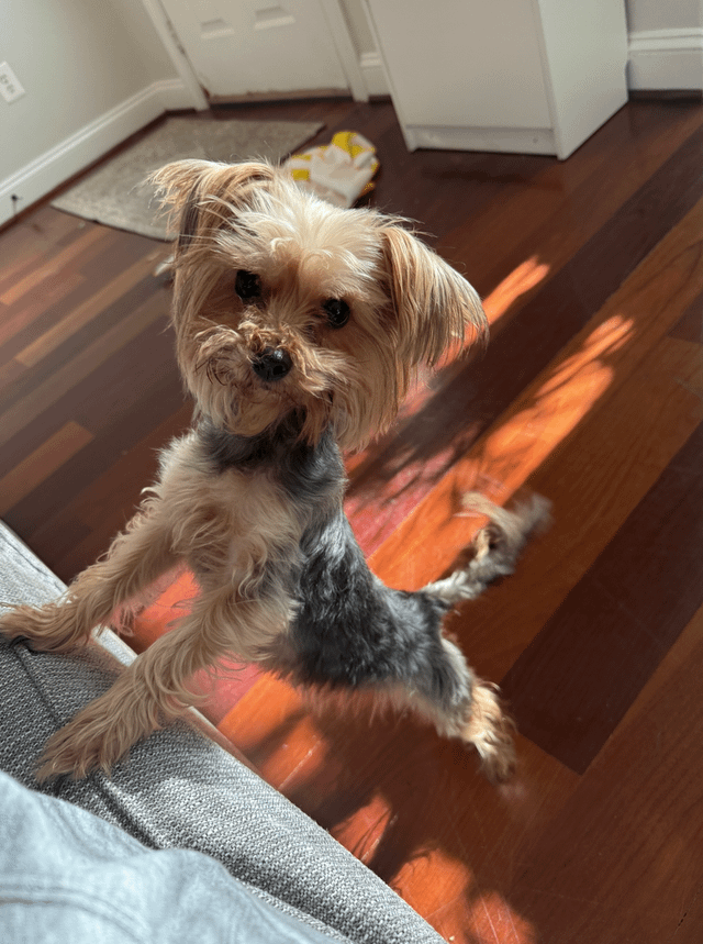 found dog in Washington, District of Columbia