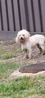 Lost Dog in Fresno, California — listing photo