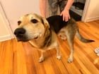 Found Dog in Dallas, Texas — Dog on leash found @ Live Oak and Washington. No contact info.