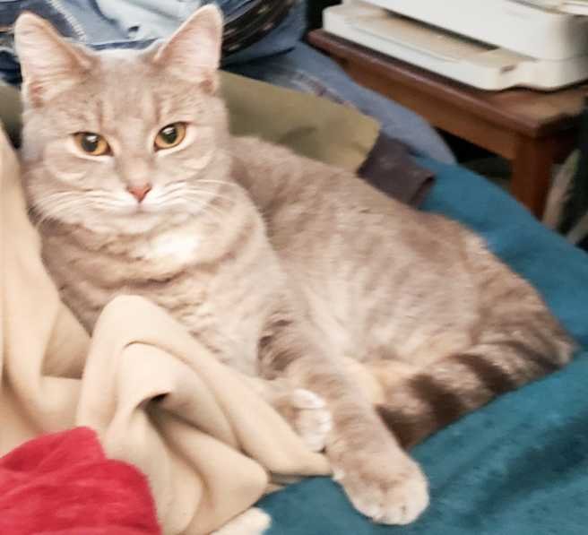 Lost Cat in Visalia, California — listing photo