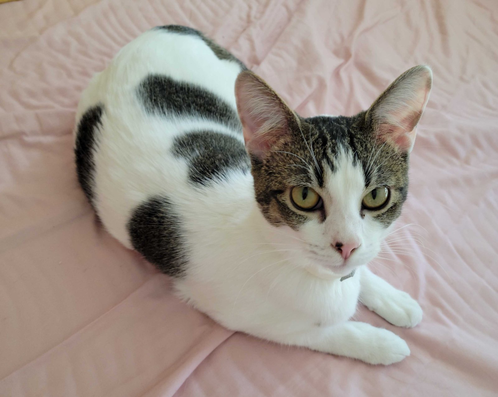 Lost Cat in Irvine, California — listing photo