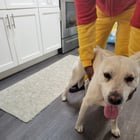 lost dog in Norfolk, Virginia