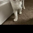 lost cat in Portland, Oregon