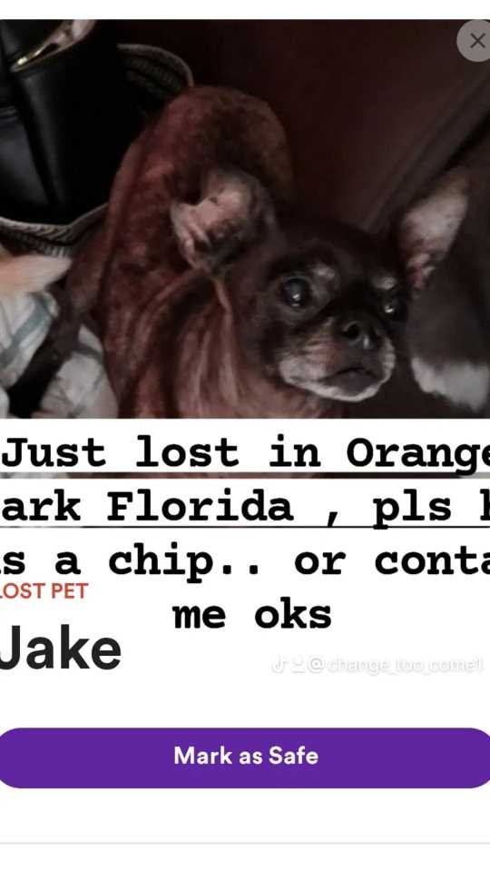 Lost Dog in Jacksonville, North Carolina — listing photo