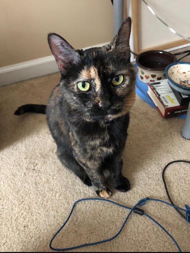 Lost Cat in Bell — Advice NYC cat Lost
