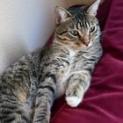 lost cat in San Diego, California