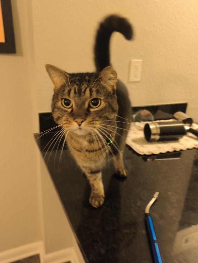 Lost Cat in Austin, Texas — listing photo