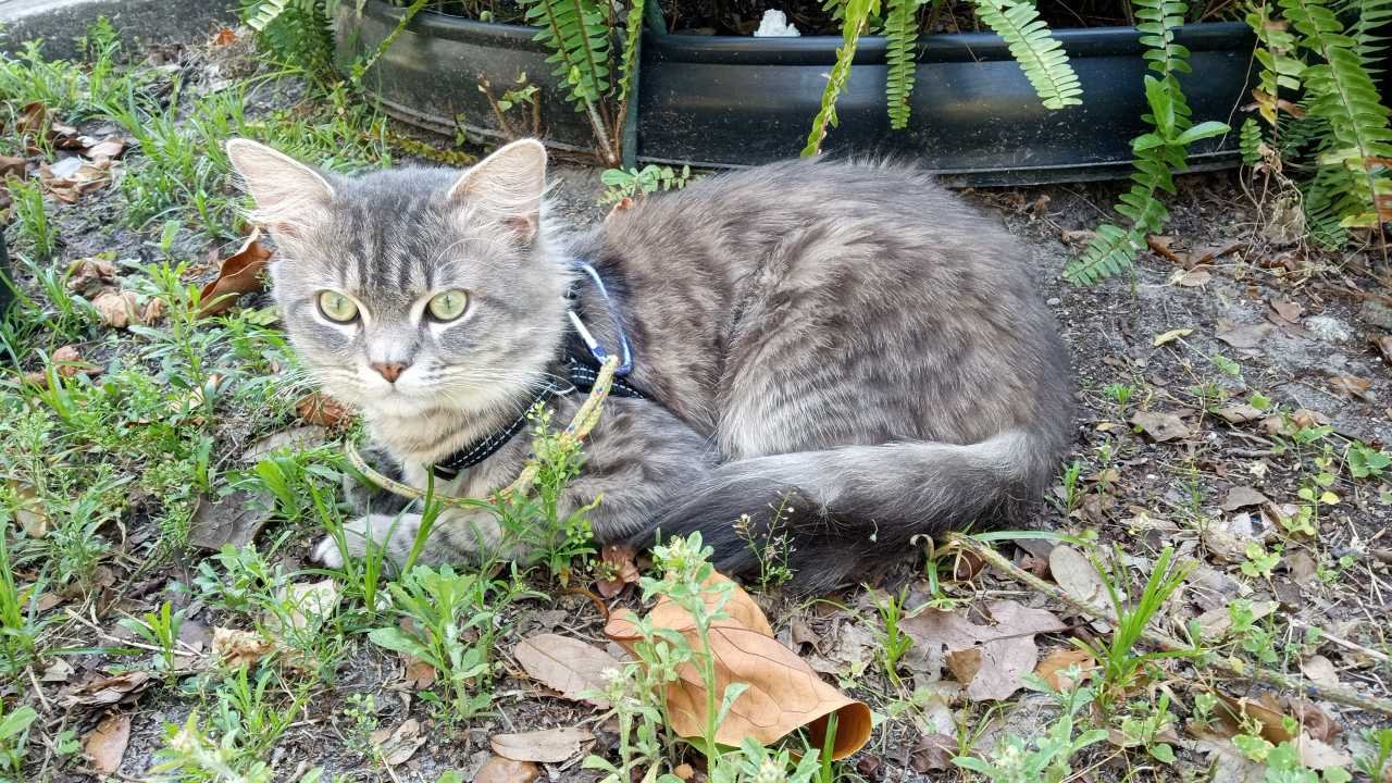 Lost Cat in Tampa, Florida — listing photo