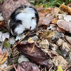 Lost Pet in Rescue — listing photo
