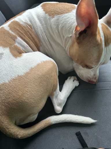 Lost Dog in Gainesville, Florida — listing photo