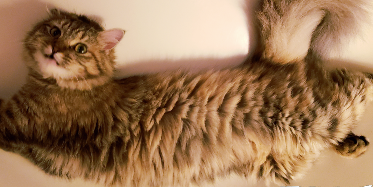 Lost Cat in Turtletown — listing photo