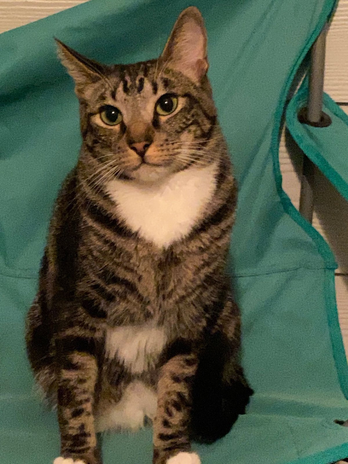 Lost Cat in Von Ormy — listing photo
