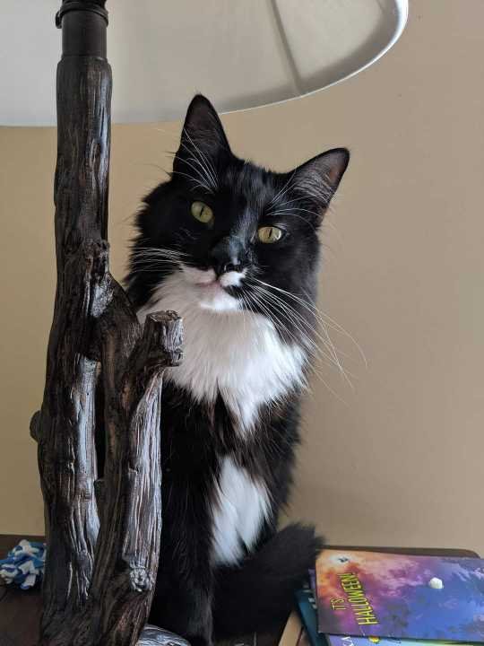 Lost Cat in East Carefree Highway & North 49th Street — listing photo