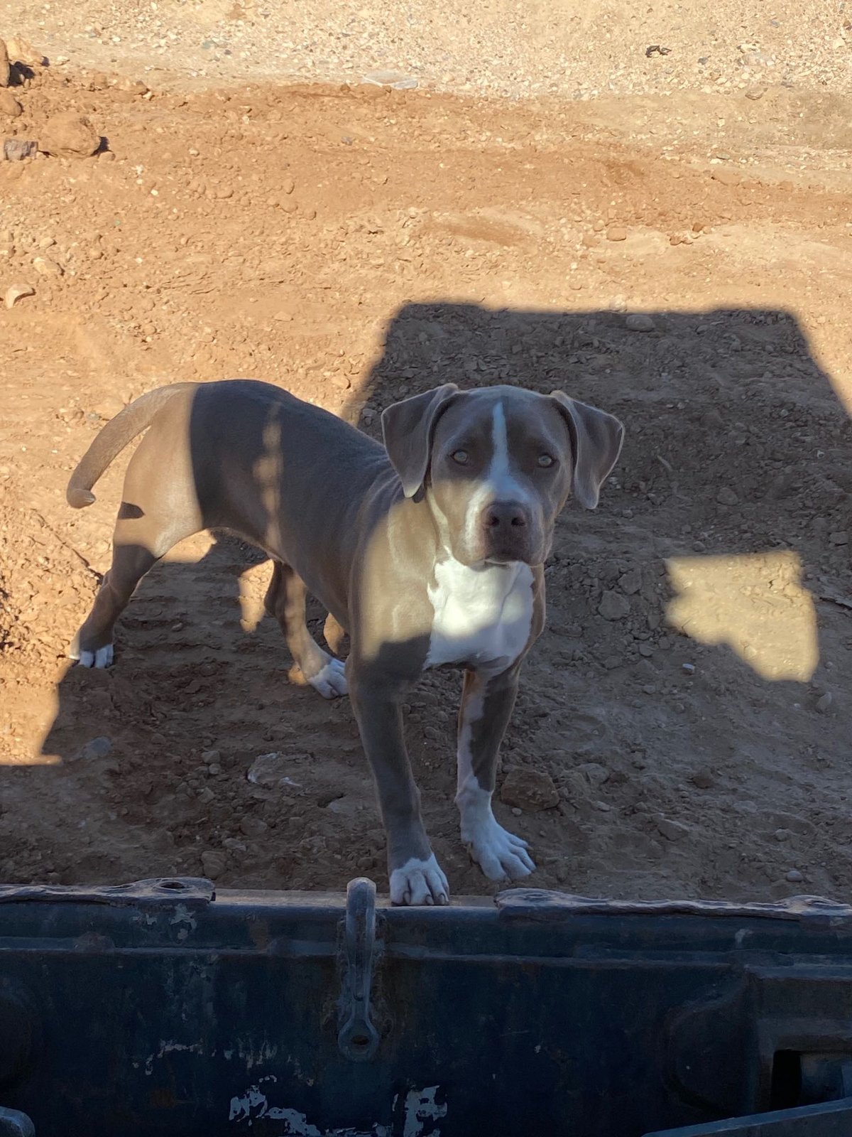 Lost Dog in Peoria, Illinois — listing photo