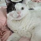 lost pet in Buffalo, New York