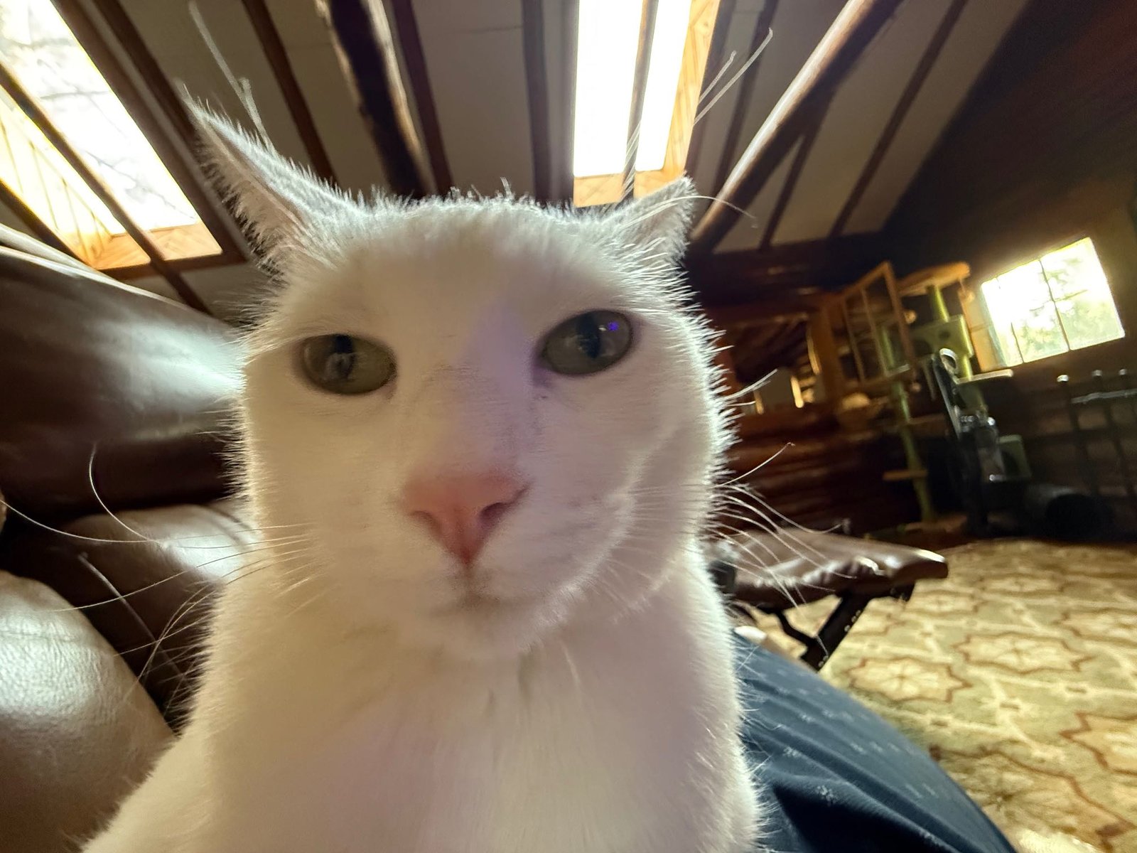 Lost Cat in Indian Hills — listing photo