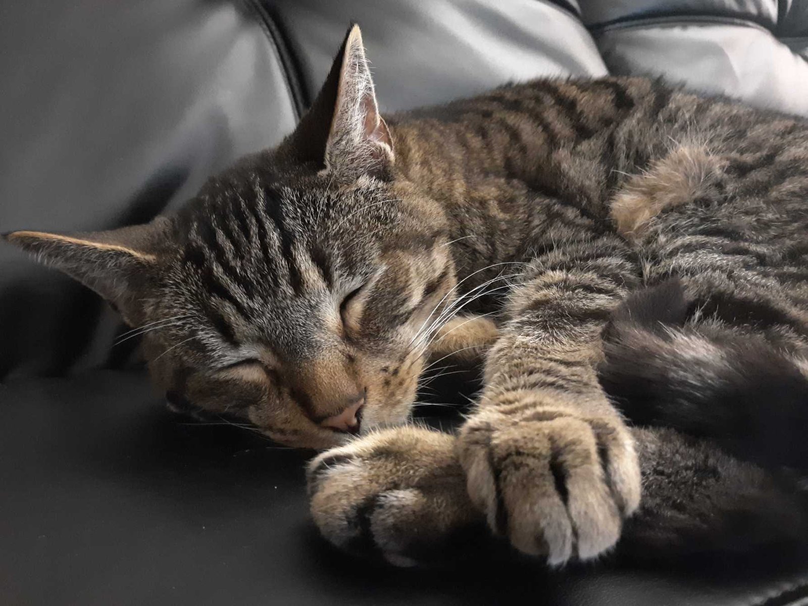 Lost Cat in La Mesa, California — listing photo