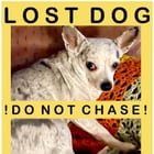 lost dog in Anchorage, Alaska