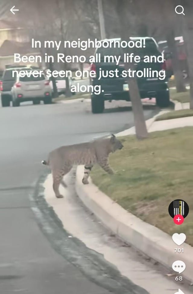 Lost Dog in Reno, Nevada — listing photo