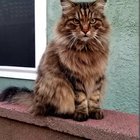 lost cat in Los Angeles, California