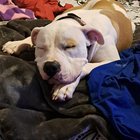 Lost Dog in Dallas, Texas — listing photo