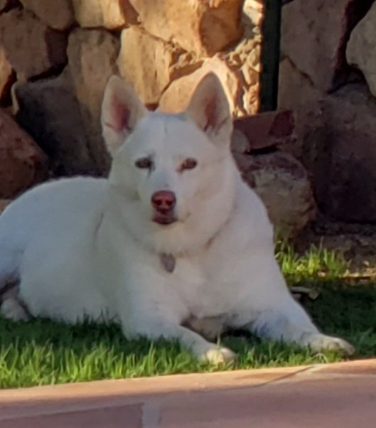Lost Dog in El Paso, Texas — listing photo