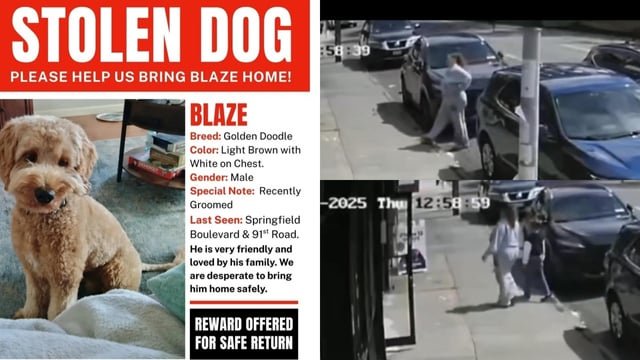 found dog in New York, New York