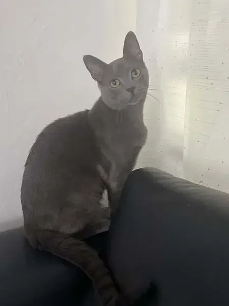 found cat in Savannah, Georgia