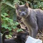 Found Cat in Portland, Oregon — listing photo