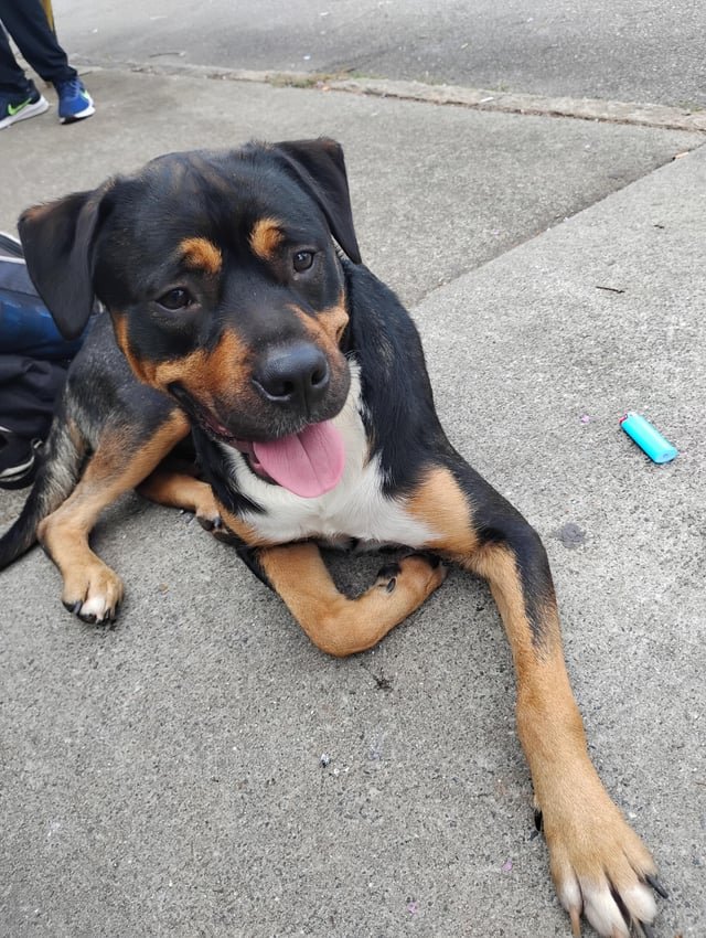 Found Dog in Winston-Salem, North Carolina — listing photo