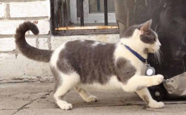 lost cat in New York, New York