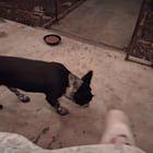 lost dog in Wichita, Kansas