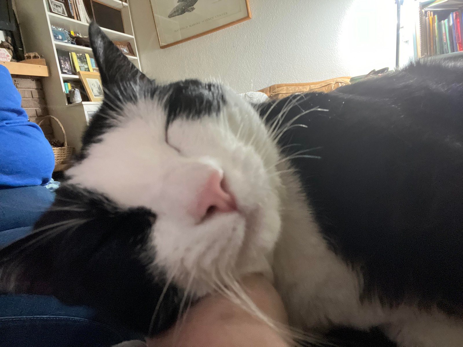 Lost Pet in Fresno, California — listing photo