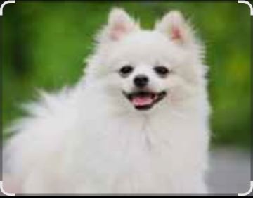 Lost Dog in San Francisco, California — listing photo