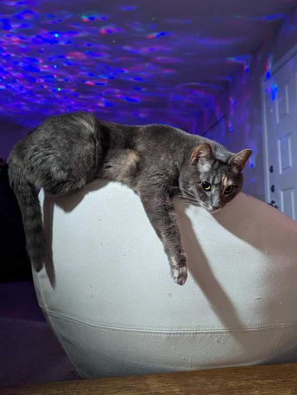 Lost Cat in Corpus Christi, Texas — listing photo